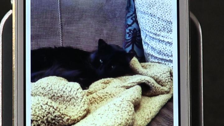 iFive for the iPhone 19