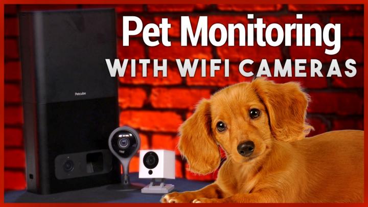 How to Keep an Eye on Your Pets With WiFi Cameras