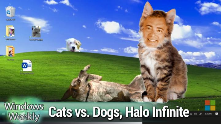 It's a Cat-Eat-Dog World