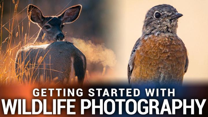 Getting Started With Wildlife Photography