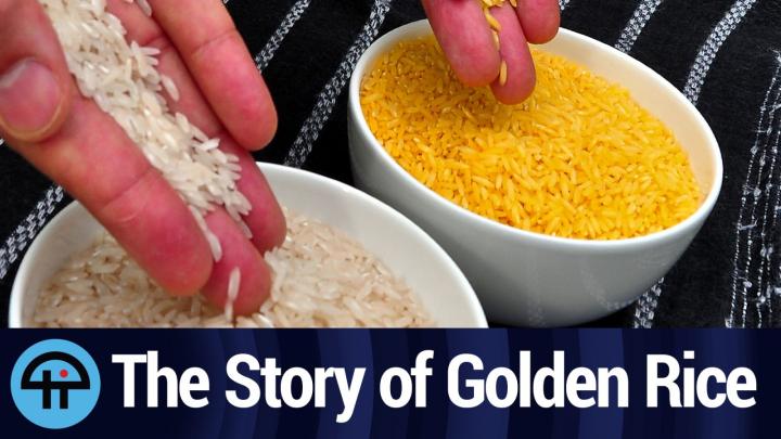The Story of Golden Rice