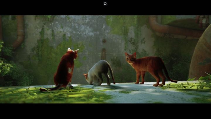 WW Extra: Playing Stray on Shadow